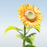 Sunflowers vol 151-Blender