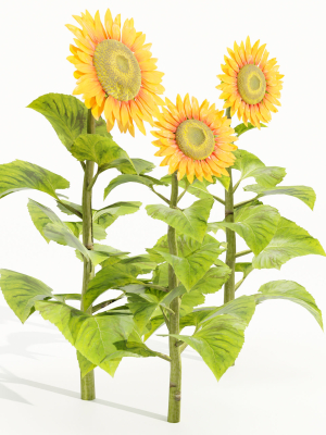 sunflowers-vol-151-blender-3d-model-8bc9312c3a