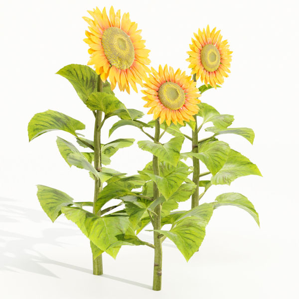 Sunflowers vol 151-Blender