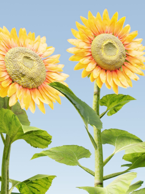 Sunflowers vol 151-Blender