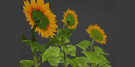 Sunflowers vol 151-Blender