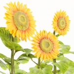 Sunflowers vol 151-Blender