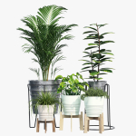 Svartpeppar four potted plants