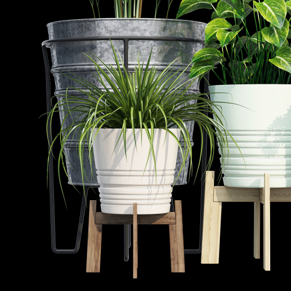 Svartpeppar four potted plants