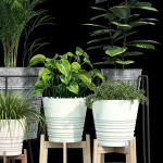 Svartpeppar four potted plants