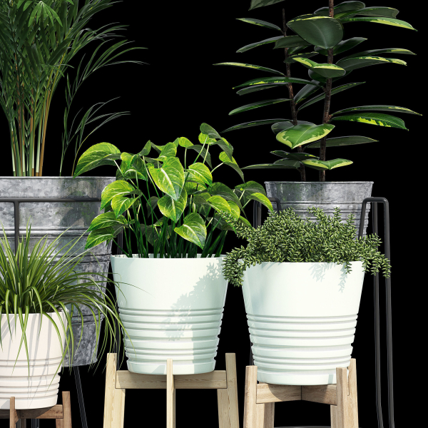 Svartpeppar four potted plants
