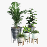 Svartpeppar four potted plants
