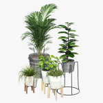 Svartpeppar four potted plants