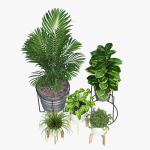 Svartpeppar four potted plants