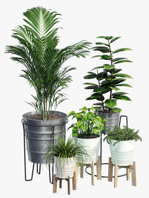 Svartpeppar four potted plants