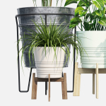 Svartpeppar four potted plants