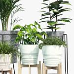 Svartpeppar four potted plants