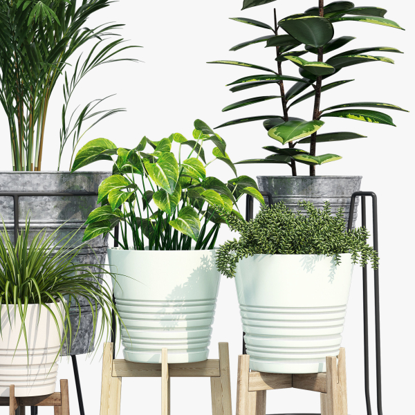 Svartpeppar four potted plants