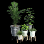 Svartpeppar four potted plants