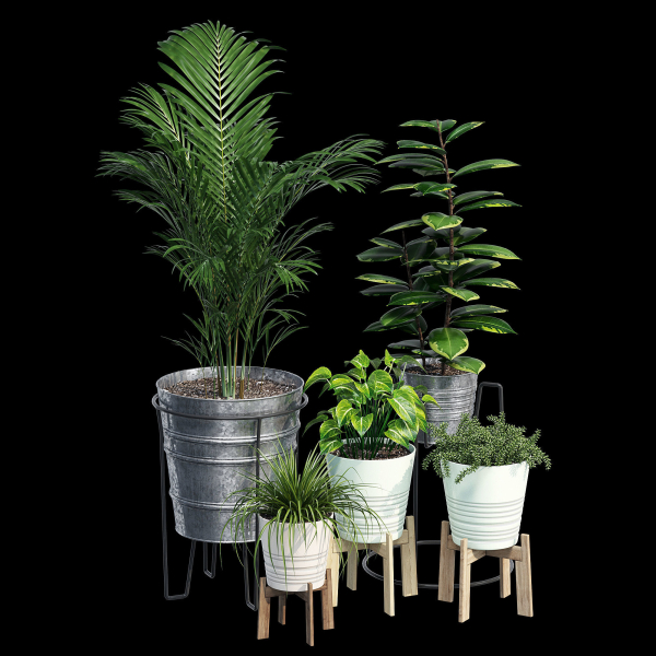 Svartpeppar four potted plants