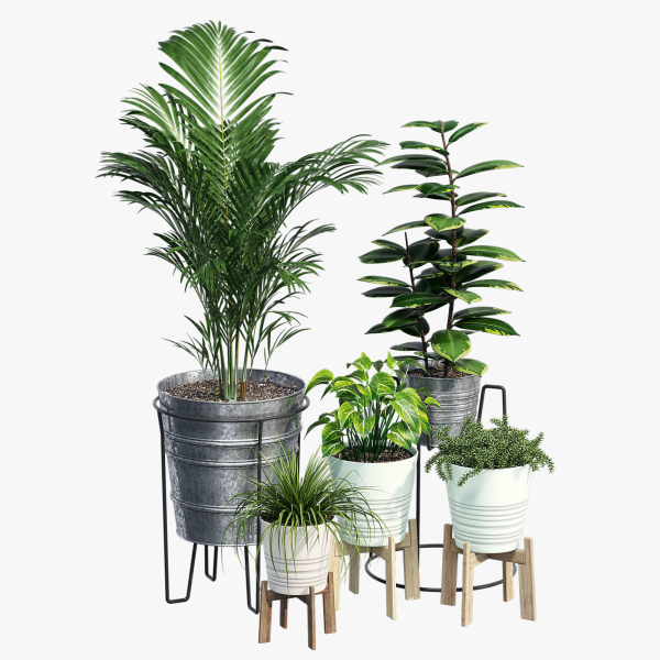 Svartpeppar four potted plants
