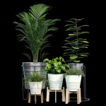 Svartpeppar four potted plants