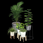 Svartpeppar four potted plants
