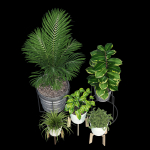 Svartpeppar four potted plants