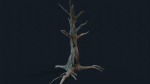 Swamp Dead Tree