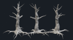 Swamp Dead Tree