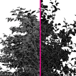 Sweet chestnut and Bush Leaf