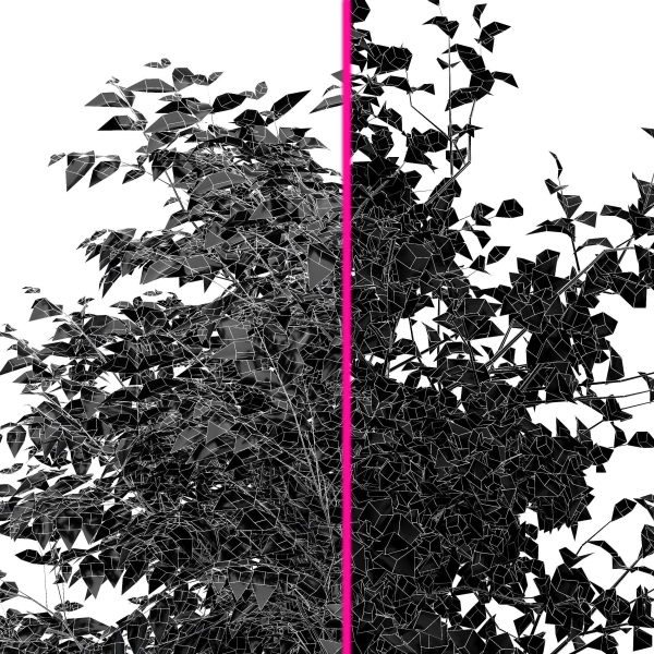 Sweet chestnut and Bush Leaf