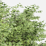 Sweet chestnut and Bush Leaf
