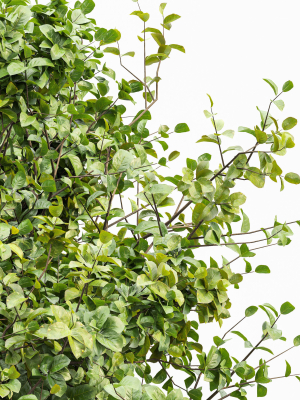 sweet-chestnut-and-bush-leaf-3d-model-ba336aa4c3