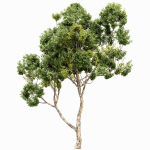 Sydney blue gum and Canadian Poplar