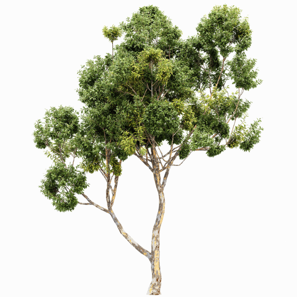 Sydney blue gum and Canadian Poplar