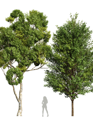 Sydney blue gum and Canadian Poplar