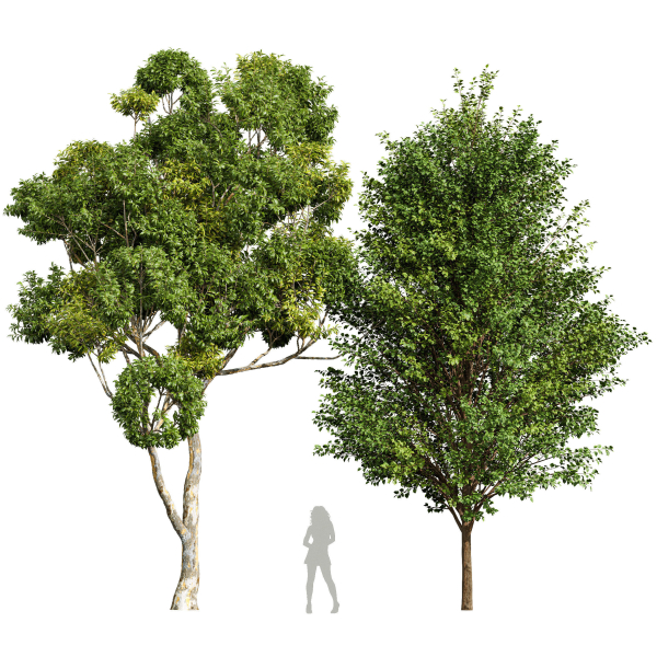 Sydney blue gum and Canadian Poplar