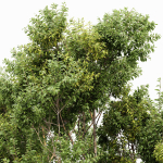 Sydney blue gum and Canadian Poplar