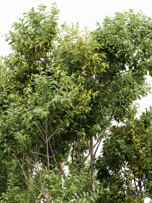 sydney-blue-gum-and-canadian-poplar-3d-model-6768f942d0
