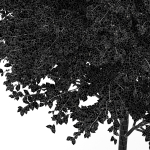Sydney blue gum and Canadian Poplar