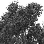 Sydney blue gum and Canadian Poplar