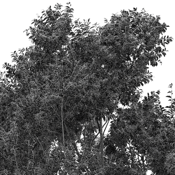 Sydney blue gum and Canadian Poplar