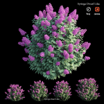 Syringa Dwarf Lilac