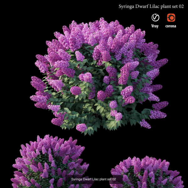 Syringa Dwarf Lilac