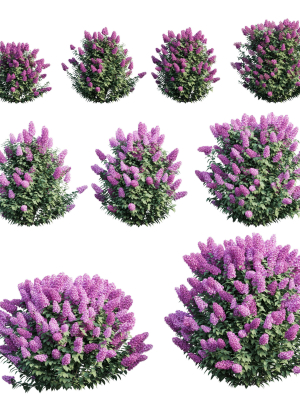 Syringa Dwarf Lilac