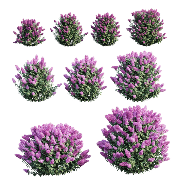 Syringa Dwarf Lilac