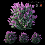 Syringa Dwarf Lilac