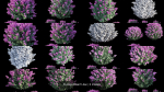 Syringa Dwarf Lilac
