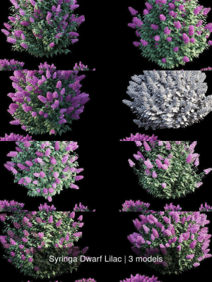 syringa-dwarf-lilac-3d-model-b12dbeb67d