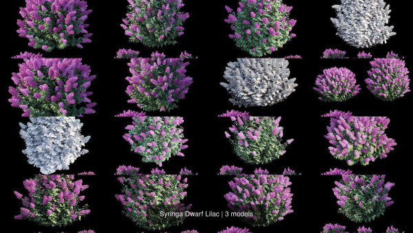 Syringa Dwarf Lilac
