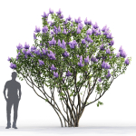 Syringa Vulgaris 02