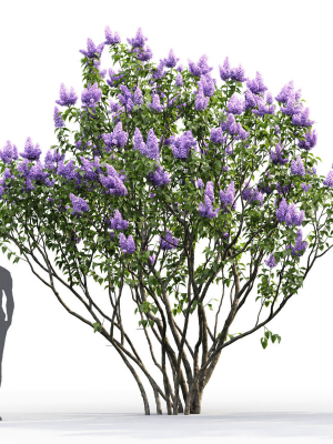 syringa-vulgaris-02-3d-model-max-obj-fbx-mat