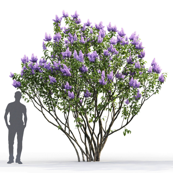 Syringa Vulgaris 02