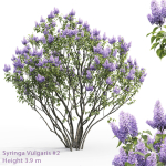 Syringa Vulgaris 02